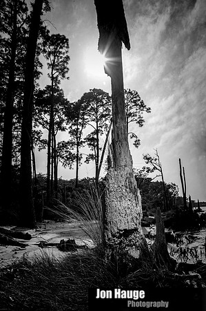 Gulf Shores Stumps and Roots