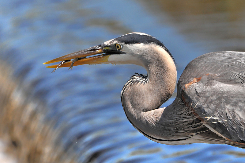 Great Blue Heron Fishing