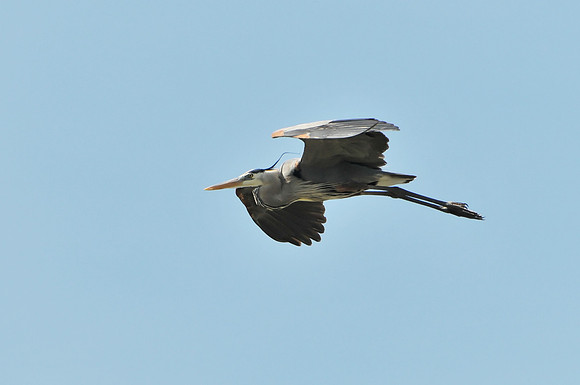 Great Blue Heron in Flight