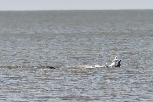 Dolphins