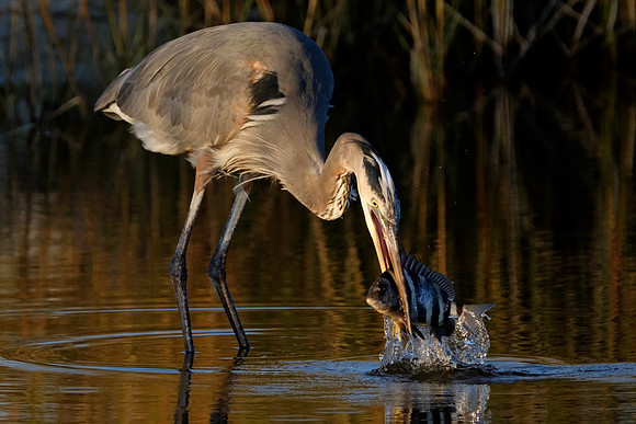 Great Blue Heron Fishing