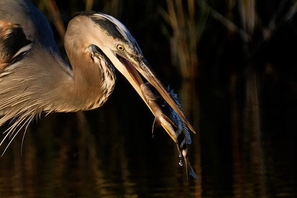 Great Blue Heron Fishing