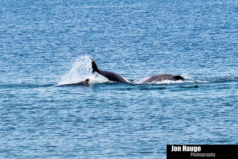 Dolphins in Perdido Key