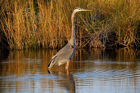 Great Blue Heron Fishing
