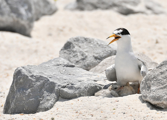 Jon Hauge Wildlife Prints
