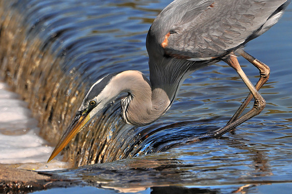 Great Blue Heron Fishing