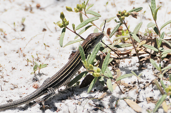 Lizard