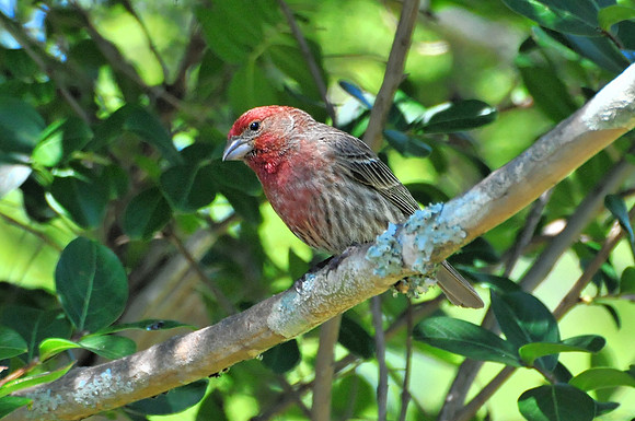 Backyard Birds