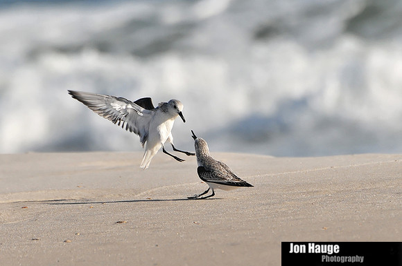Sanderlings at the Beach
