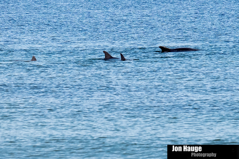 Dolphins in Perdido Key