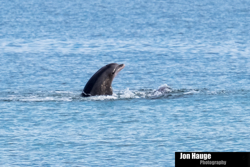 Dolphins in Perdido Key