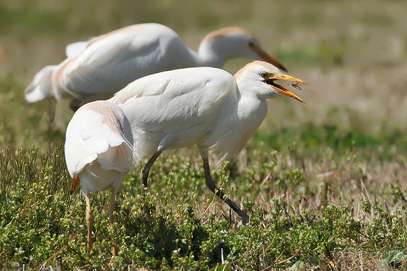 Cattle Egrets in Pascagoula