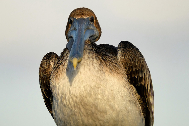 Brown Pelican on the Causeway