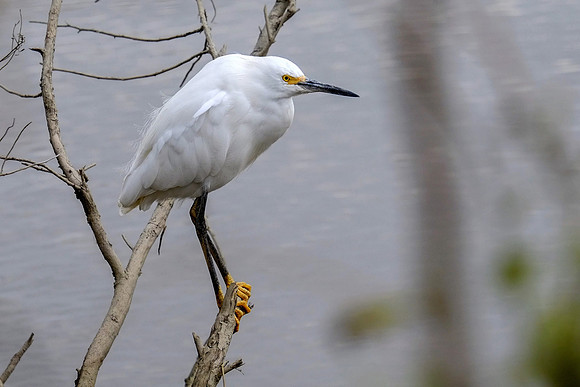Snowy Egret