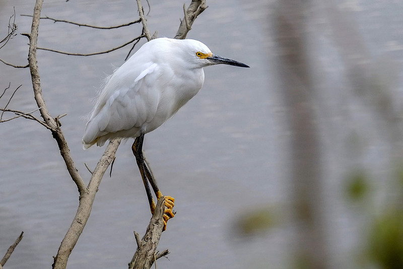 Snowy Egret