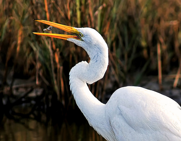 Jon Hauge Wildlife Prints
