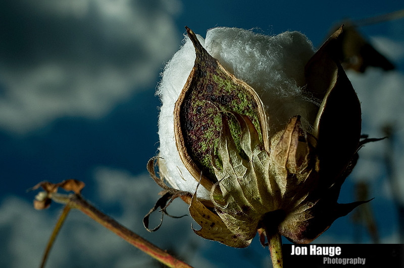 Cotton Field in Robertsdale