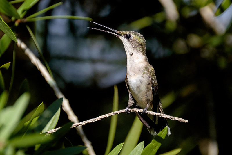 Ruby-throated Hummingbird Photography
