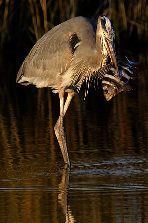 Heron Feeding Photography