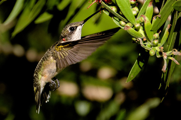 Ruby-throated Hummingbird Photography