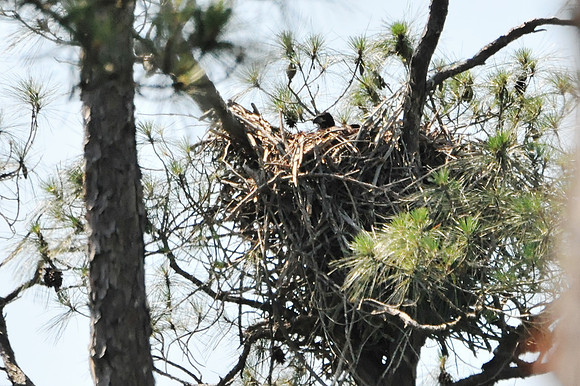 Juvenile Bald Eagle