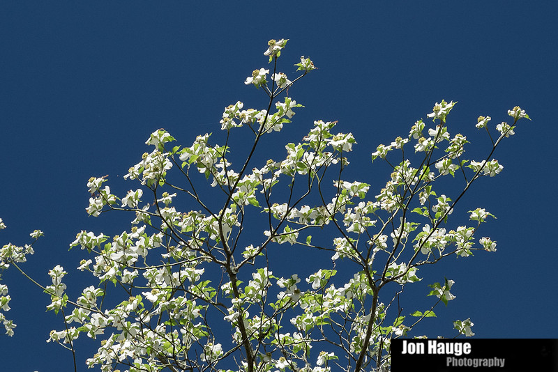 Spring in Fairhope