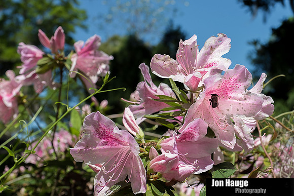 Spring in Fairhope