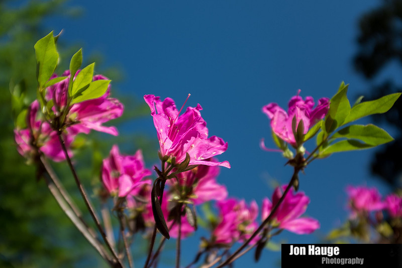 Spring in Fairhope