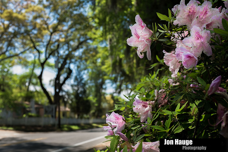 Spring in Fairhope