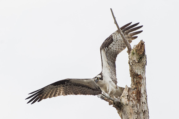 Osprey in Orange Beach
