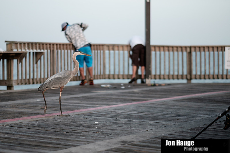 Heron at the Pier