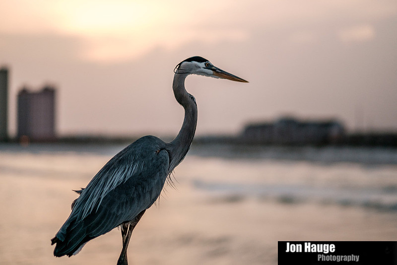 Heron at Pier