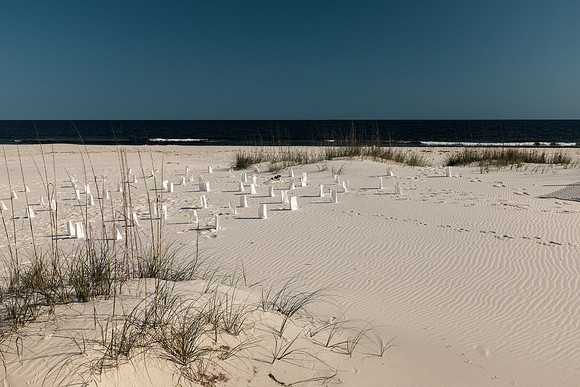 Gulf Shores Proposal