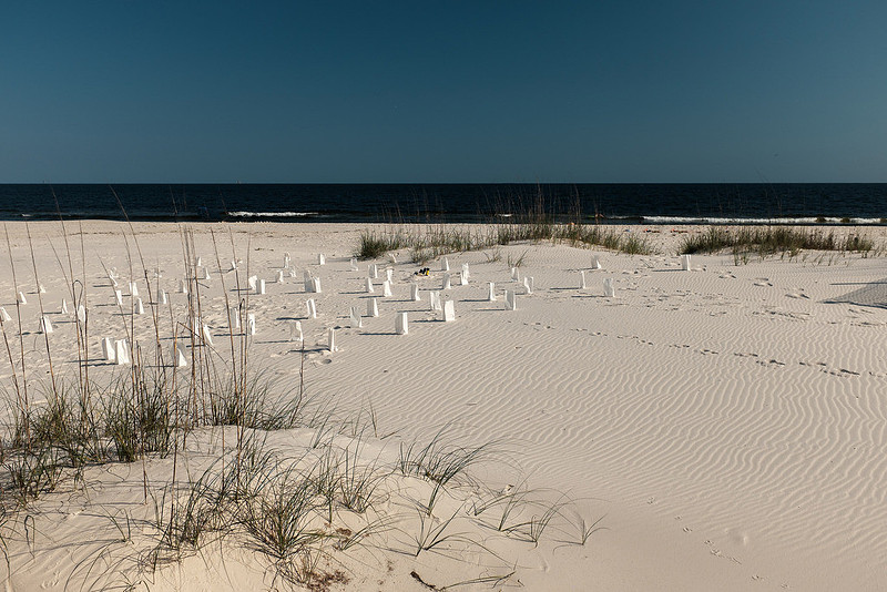 Gulf Shores Proposal