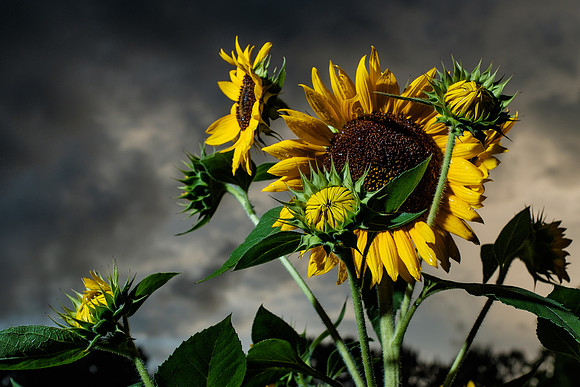 Baldwin County Photographer