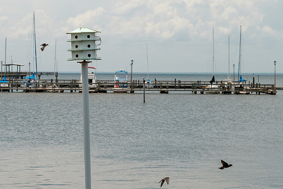 Fairhope Purple Martins