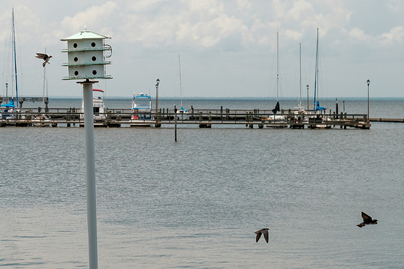 Fairhope Purple Martins