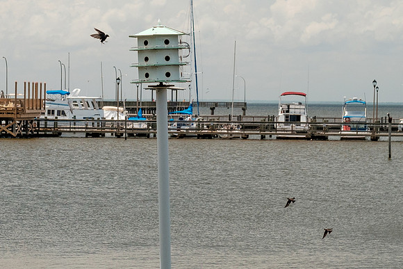 Fairhope Purple Martins