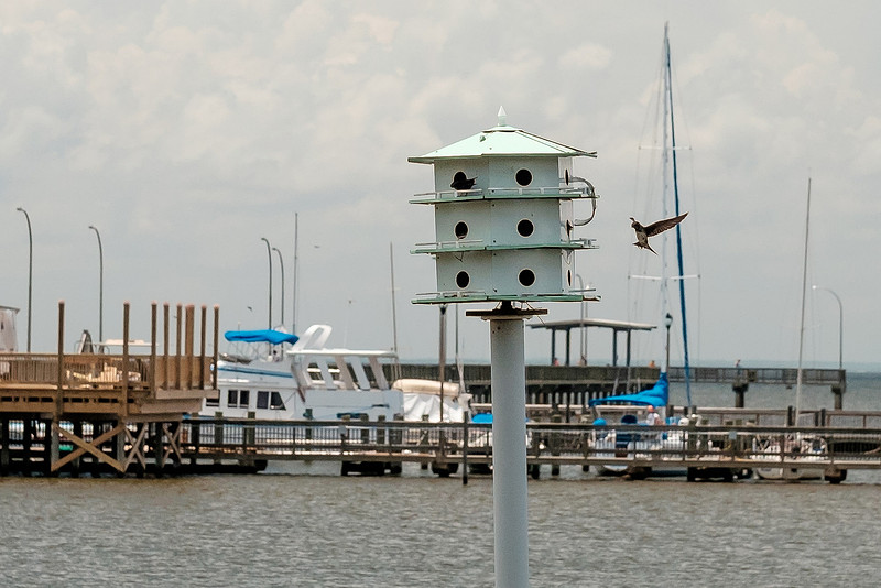 Fairhope Purple Martins