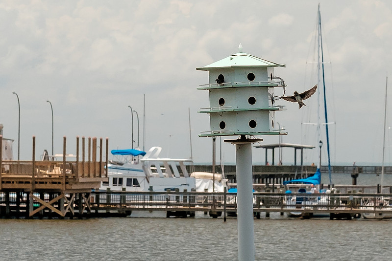 Fairhope Purple Martins