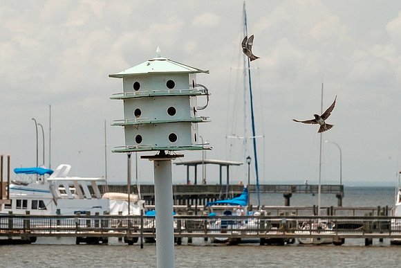 Fairhope Purple Martins