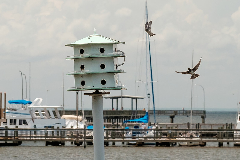 Fairhope Purple Martins