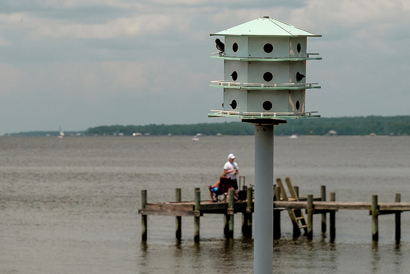 Fairhope Purple Martins