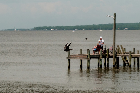 Fairhope Purple Martins