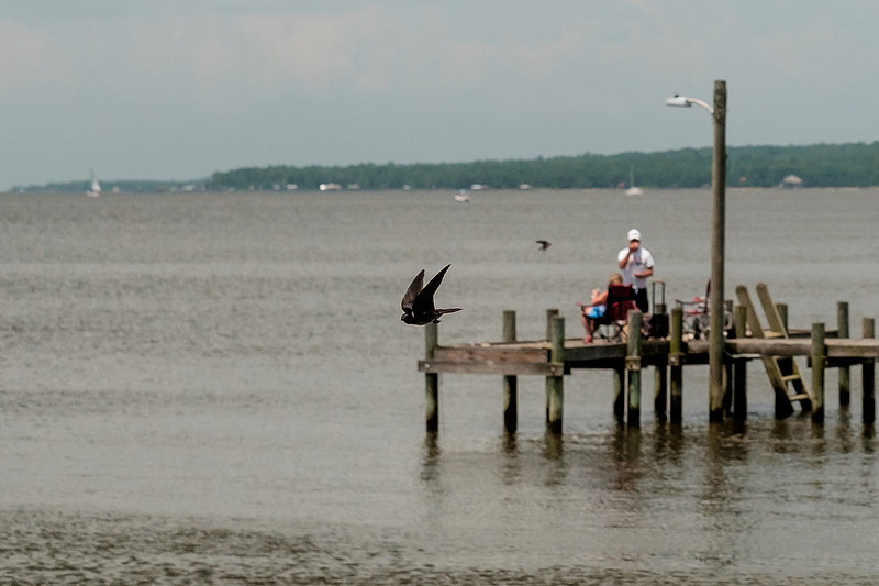 Fairhope Purple Martins