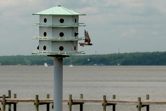 Fairhope Purple Martins