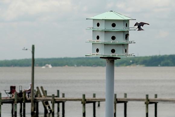 Fairhope Purple Martins