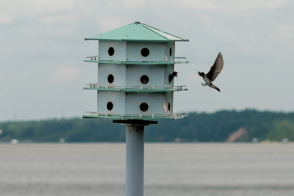 Fairhope Purple Martins