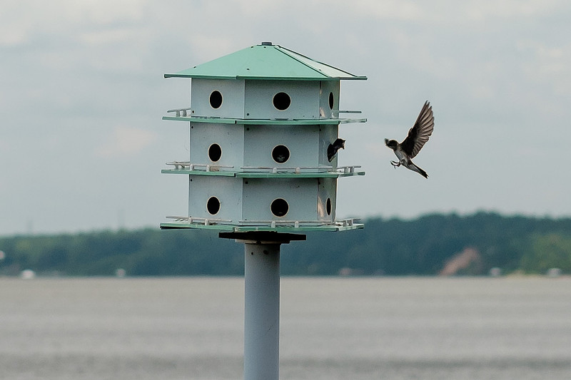 Fairhope Purple Martins