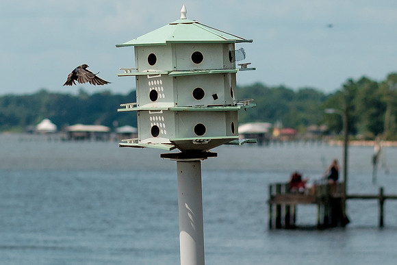 Fairhope Purple Martins